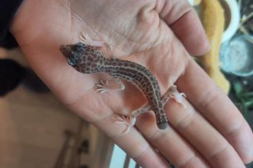Geckos kaufen und verkaufen Photo: Leopardgeckos 0.0.2 MS und MSS 