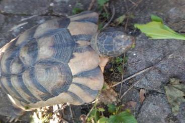 Landschildkröten kaufen und verkaufen Foto: Breitrandschildkröten männlich abzugeben