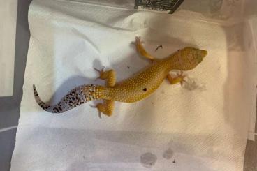 Geckos kaufen und verkaufen Foto: Leopardgecko männlich zu verkaufen 