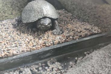 Schildkröten  kaufen und verkaufen Foto: Zwei Moschusschildkröten Abzugeben inkl Zubehör 150€