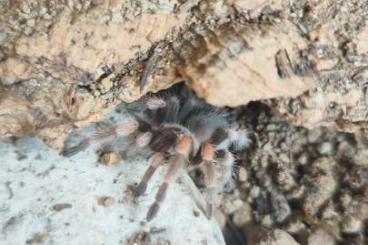 - bird spiders kaufen und verkaufen Photo: 1.1 Brachypelma Hamorii  