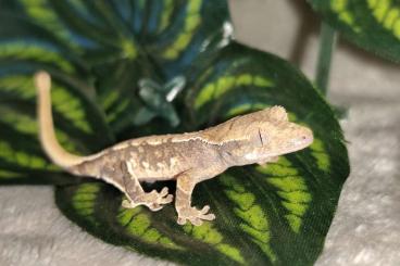 Geckos kaufen und verkaufen Photo: Kronengecko Tri color harlequin 0.0.1 Geckos kaufen und verkaufen Photo: Kronengecko Tri color harlequin 0.0.1