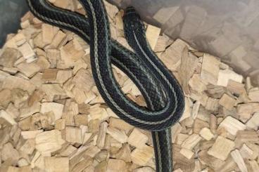 Nattern ungiftige kaufen und verkaufen Foto: Thamnophis sirtalis similis Strumpfbandnatter Nattern ungiftige kaufen und verkaufen Foto: Thamnophis sirtalis similis Strumpfbandnatter
