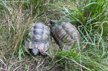 Tortoises kaufen und verkaufen Photo: 2 Schildkröten (2007) Mischlinge aus Breitrandschildkröte x Maurischer