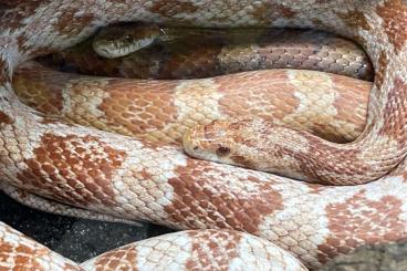 Colubrids kaufen und verkaufen Photo: 5 Kornnattern abzugeben ( 7 Jahre)