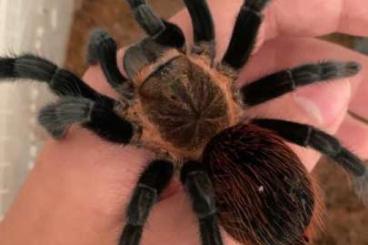 - bird spiders kaufen und verkaufen Photo: vogelspinnen rare. Tliltocatl Avicularia 