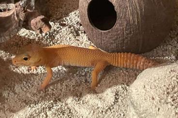 Geckos kaufen und verkaufen Photo: Leopardgecko einzeln abzugeben