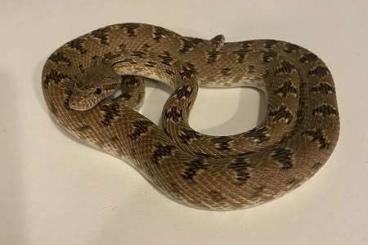 Snakes kaufen und verkaufen Photo: Spalerosophis Diadema Male Snakes kaufen und verkaufen Photo: Spalerosophis Diadema Male