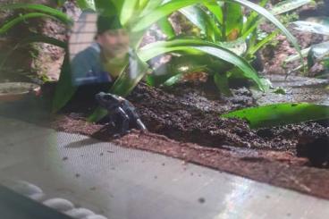 Poison dart frogs kaufen und verkaufen Photo: Dendrobates auratus und tinctorius abzugeben 