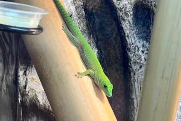 Geckos kaufen und verkaufen Foto: Biete Nachzucht Phelsuma Kochi