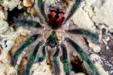 Spinnen und Skorpione kaufen und verkaufen Foto: 1.0 T.seladonia adult RH 07/23