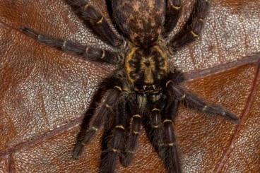 Spinnen und Skorpione kaufen und verkaufen Foto: Heterothele gabonensis 1.FH / 1.0 M.balfouri adult