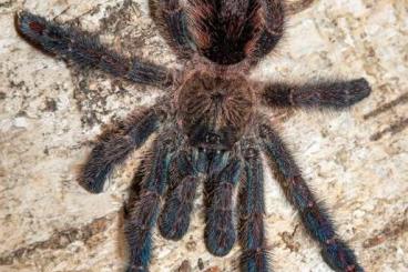 Spinnen und Skorpione kaufen und verkaufen Foto: Heterothele gabonensis 1.FH / 1.0 Chilobrachys natanicharum adult