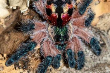 Spiders and Scorpions kaufen und verkaufen Photo: Typhochlaena seladonia 1.FH Spiders and Scorpions kaufen und verkaufen Photo: Typhochlaena seladonia 1.FH