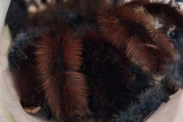 Spinnen und Skorpione kaufen und verkaufen Foto: Caribena versicolor 1.FH Spinnen und Skorpione kaufen und verkaufen Foto: Caribena versicolor 1.FH