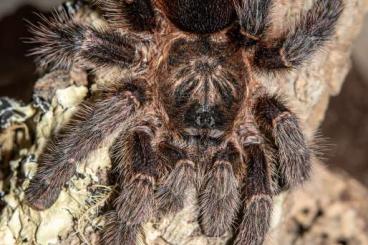 Spinnen und Skorpione kaufen und verkaufen Foto: Avicularia merianae 1.FH / Caribena versicolor 1.-2.FH Spinnen und Skorpione kaufen und verkaufen Foto: Avicularia merianae 1.FH / Caribena versicolor 1.-2.FH