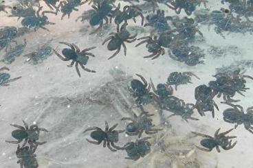 Spinnen und Skorpione kaufen und verkaufen Foto: Eresus walckenaeri "Griechische Röhrenspinne"