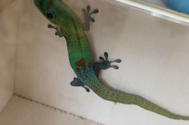 Geckos kaufen und verkaufen Photo: Phelsuma laticauda laticauda, Goldstaub-Taggecko