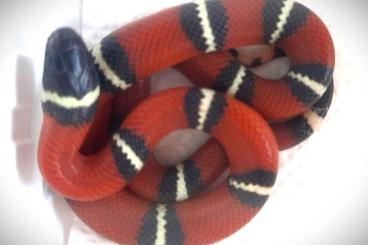 Snakes kaufen und verkaufen Photo: 0.3 Lampropeltis polyzona ( syn. sinaloae)