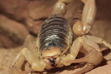 Scorpions kaufen und verkaufen Photo: ENZ Skorpione Buthiden zur Abgabe