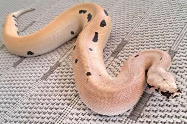 Pythons kaufen und verkaufen Foto: Python brongersmai female magpie Pythons kaufen und verkaufen Foto: Python brongersmai female magpie