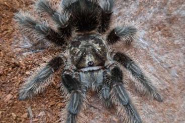 - bird spiders kaufen und verkaufen Photo: Einige Vogelspinnenweibchen