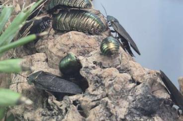 Insekten kaufen und verkaufen Foto: Pseudoglomeris magnifica (Smaragdschabe) Insekten kaufen und verkaufen Foto: Pseudoglomeris magnifica (Smaragdschabe)