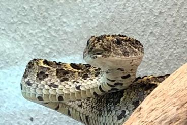 Snakes kaufen und verkaufen Photo: Diverse Giftschlangen zu verkaufen