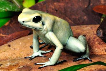 frogs kaufen und verkaufen Photo: Dendrobates Terribilis Mint