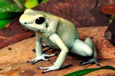 Frösche kaufen und verkaufen Foto: Dendrobates Terribilis Mint Frösche kaufen und verkaufen Foto: Dendrobates Terribilis Mint