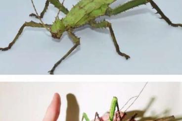 Insects kaufen und verkaufen Photo: Heteropteryx dilatata (Malaiische Riesengespenstschrecke) und mehr!!! 