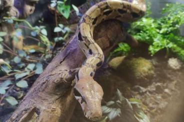 Boas kaufen und verkaufen Photo: Boa Constrictor Imperator Mexico 