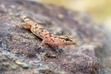 Geckos kaufen und verkaufen Photo: Searching for House Geckos