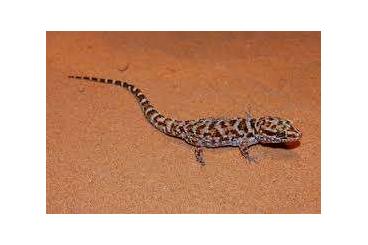 Geckos kaufen und verkaufen Photo: Bynoe's gecko-- H. binoei