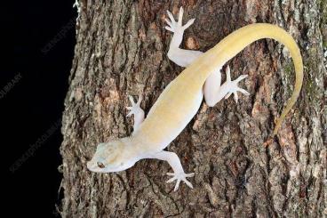 Geckos kaufen und verkaufen Photo: Searching for Gekko Badenii Geckos kaufen und verkaufen Photo: Searching for Gekko Badenii