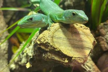 Lizards kaufen und verkaufen Photo: 2 Grüne Baumeidechsen abzugeben