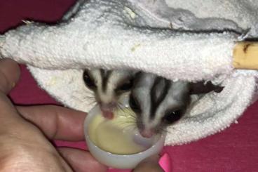 Exotic mammals kaufen und verkaufen Photo: Sugar glider Pärchen mit Käfig & Zubehör 