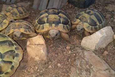 Landschildkröten kaufen und verkaufen Foto: Griechische Landschildkröten 