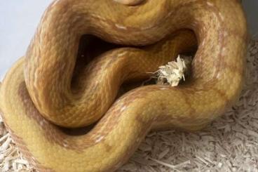 Schlangen kaufen und verkaufen Foto: 1.1 Elaphe Taeniura T+ Albino 24 Schlangen kaufen und verkaufen Foto: 1.1 Elaphe Taeniura T+ Albino 24