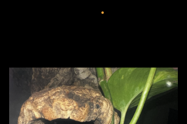 Warane kaufen und verkaufen Foto: 0.2 Varanus Prasinus Sorong von 2024 Warane kaufen und verkaufen Foto: 0.2 Varanus Prasinus Sorong von 2024
