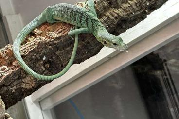 Echsen  kaufen und verkaufen Photo: 0.0.2 varanus Prasinus Sorong 