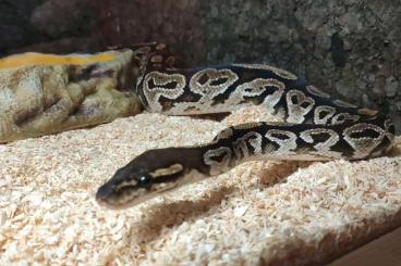 Königspythons kaufen und verkaufen Foto: Königspython + Terrarium + Zubehör