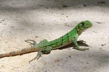 Echsen  kaufen und verkaufen Foto: Ctenosaura pectinata banana young  