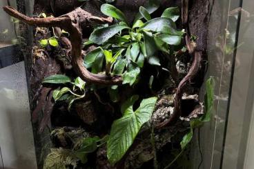 Enclosures kaufen und verkaufen Photo: Terrarium - professionell eingerichtet (EXO-TERRA-PRO) Enclosures kaufen und verkaufen Photo: Terrarium - professionell eingerichtet (EXO-TERRA-PRO)