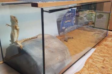 Bearded dragons kaufen und verkaufen Photo: Bartagame mit Terrarium und Höhle