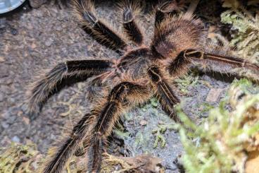 - bird spiders kaufen und verkaufen Photo: Mehrere Männchen abzugeben - bird spiders kaufen und verkaufen Photo: Mehrere Männchen abzugeben