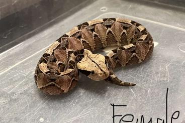 Venomous snakes kaufen und verkaufen Photo: Bitis rhinoceros Gaboonviper Pair