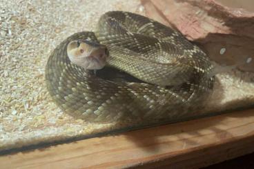 Giftschlangen kaufen und verkaufen Foto: Crotalus molossus nigrescens