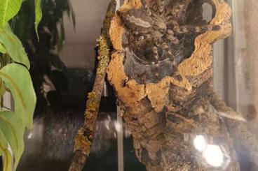 Vogelspinnen kaufen und verkaufen Foto: Poecilotheria regalis - 0.1 Osnabrück 