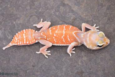 Geckos kaufen und verkaufen Foto: Nephrurus levis levis PAIRS